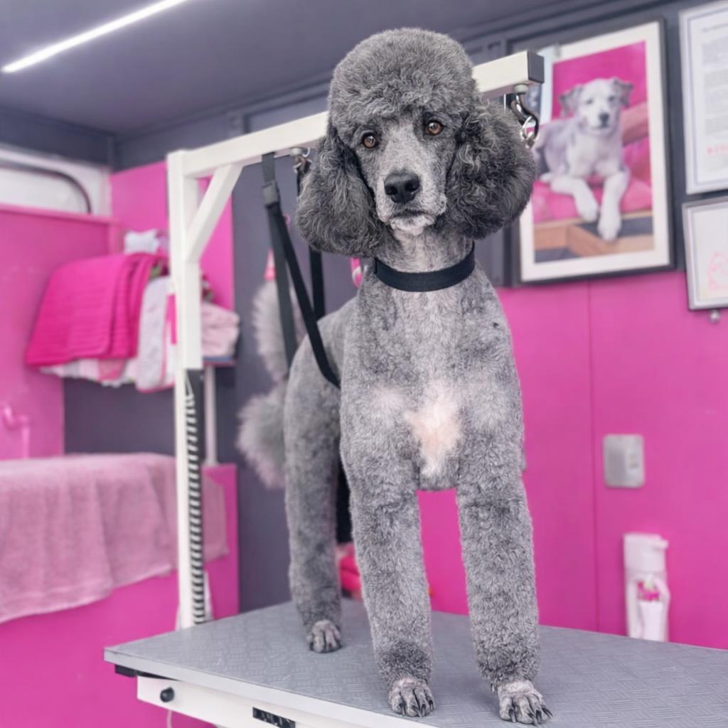 Pudel beim hundefrisör