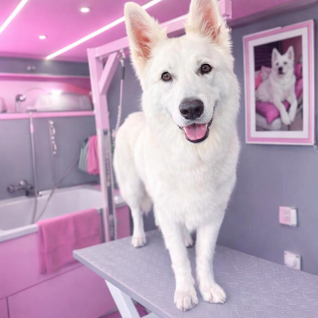 schweizer schäferhund bei der mobilen hundefrisörin