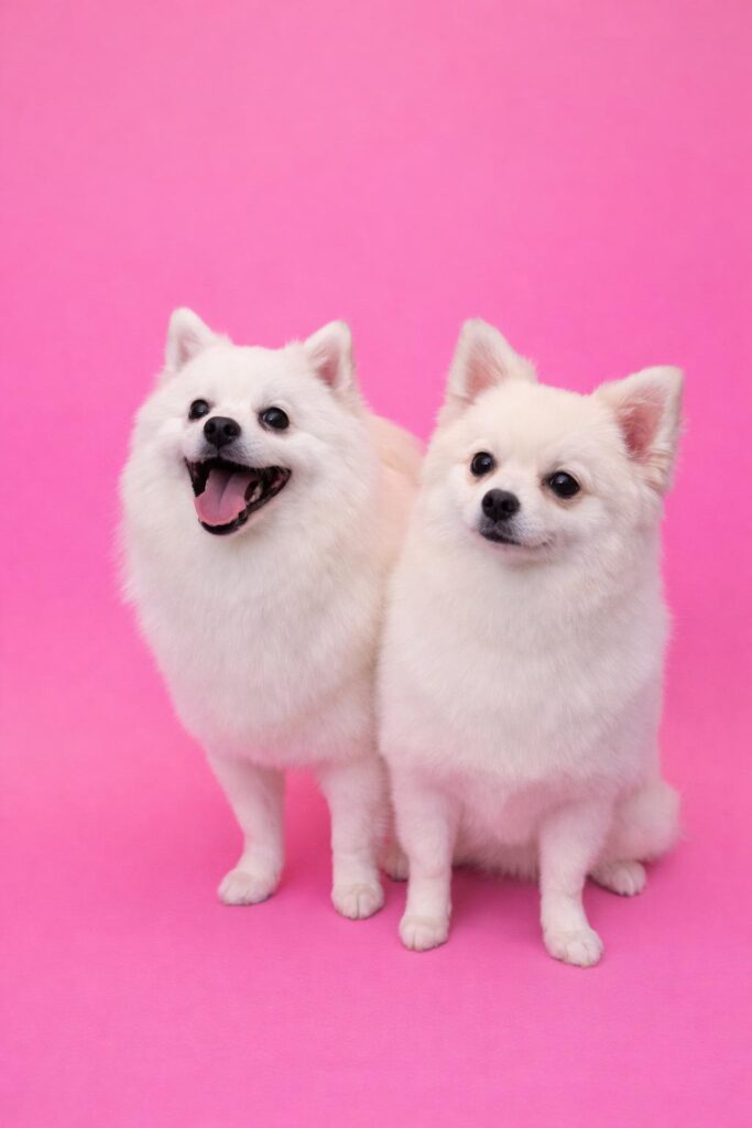 zwei mini spitze beim hundefrisör